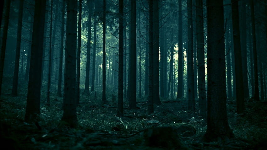 forest, Spruce, Dead Trees, Landscape, Dark, Trees, Nature, Pine HD wallpaper
