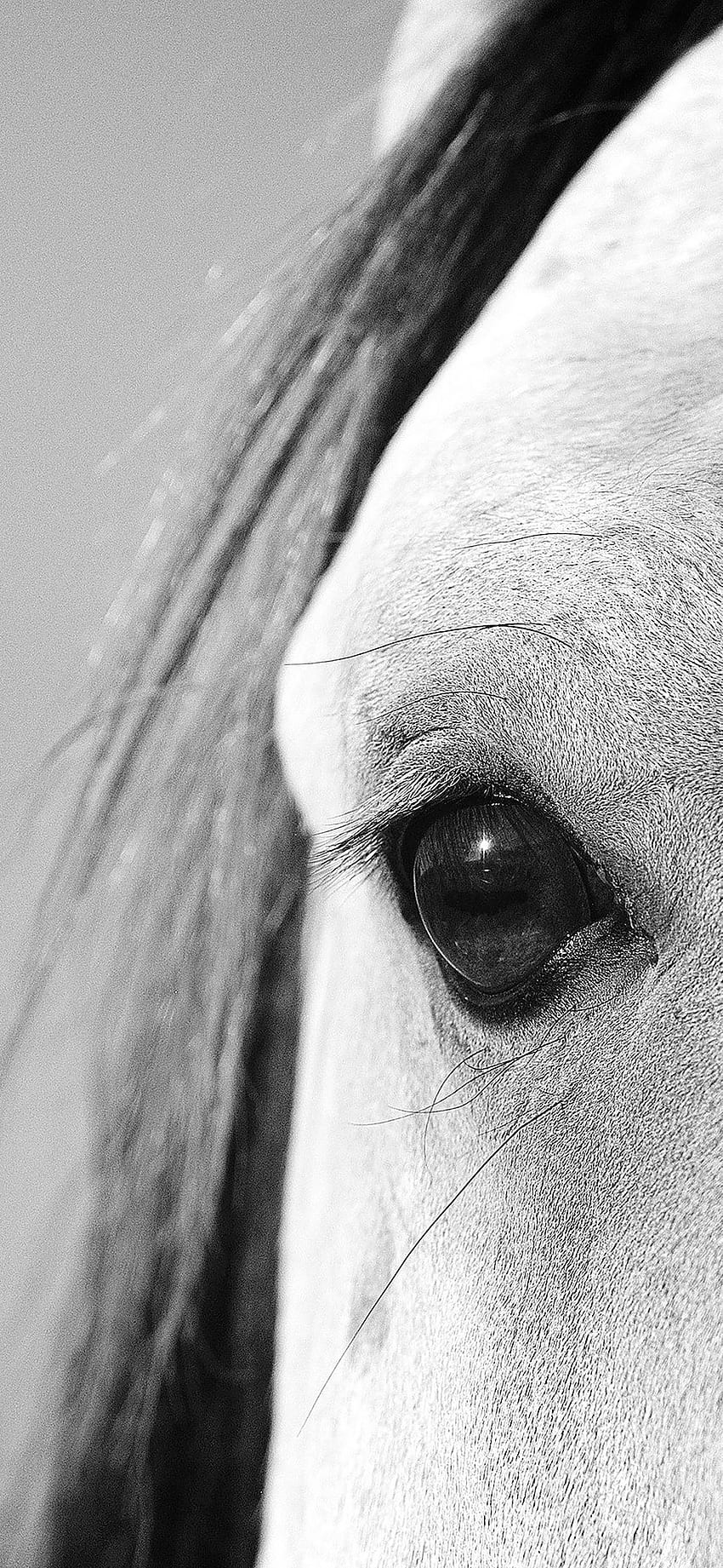 Horse iPhone, Black Horse HD phone wallpaper