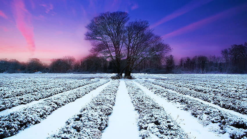 Ladang Lavender di Musim Dingin, langit, salju, ungu, lanskap, warna, pepohonan Wallpaper HD