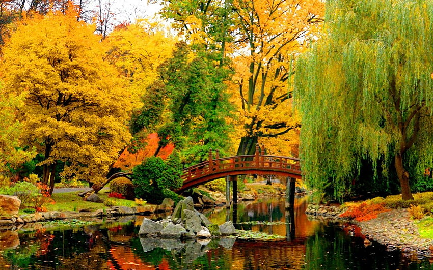 Japanese garden in Wroclaw, colorful, crystal, silent, serenity, nice, quiet, shore, trees, autumn, pond, japanese, tranquility, garden, beautiful, Poland, Wroclav, lake, park, silence, leaves, mirrored, branches, bridge, willow, clear, lovely, calmness, foliage HD wallpaper