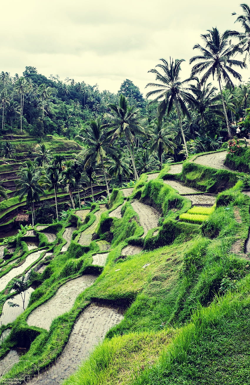 Amazing Rice Fields in Ubud. Indonesia . Ubud, Rice Fields Bali Indonesia HD phone wallpaper