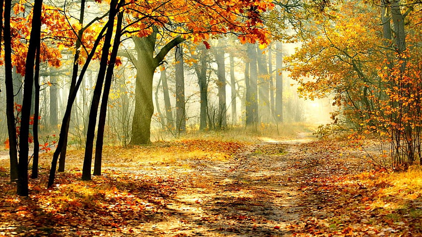 Bosque de otoño soleado, rayos, soleado, brillo, agradable, tranquilo, árboles, otoño, calma, dorado, camino, otoño, hermoso, cayendo, hojas, ramas, naturaleza, encantador, bosque, follaje fondo de pantalla