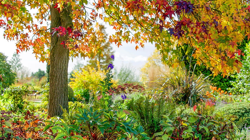 Essex, England - RHS Garden Hyde Hall - Rettendon, park, leaves, blossoms, trees, autumn, colors, flowers HD wallpaper