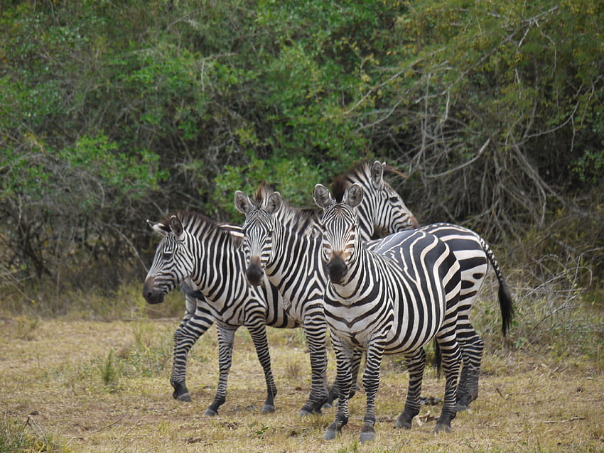 Hewan, Zebra, Berjalan-jalan, Afrika Wallpaper HD