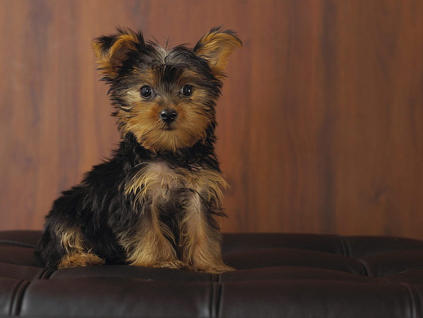 귀여운 작은 강아지, 강아지, 갈색, 앉아있는, 귀여운, 작은 HD 월페이퍼