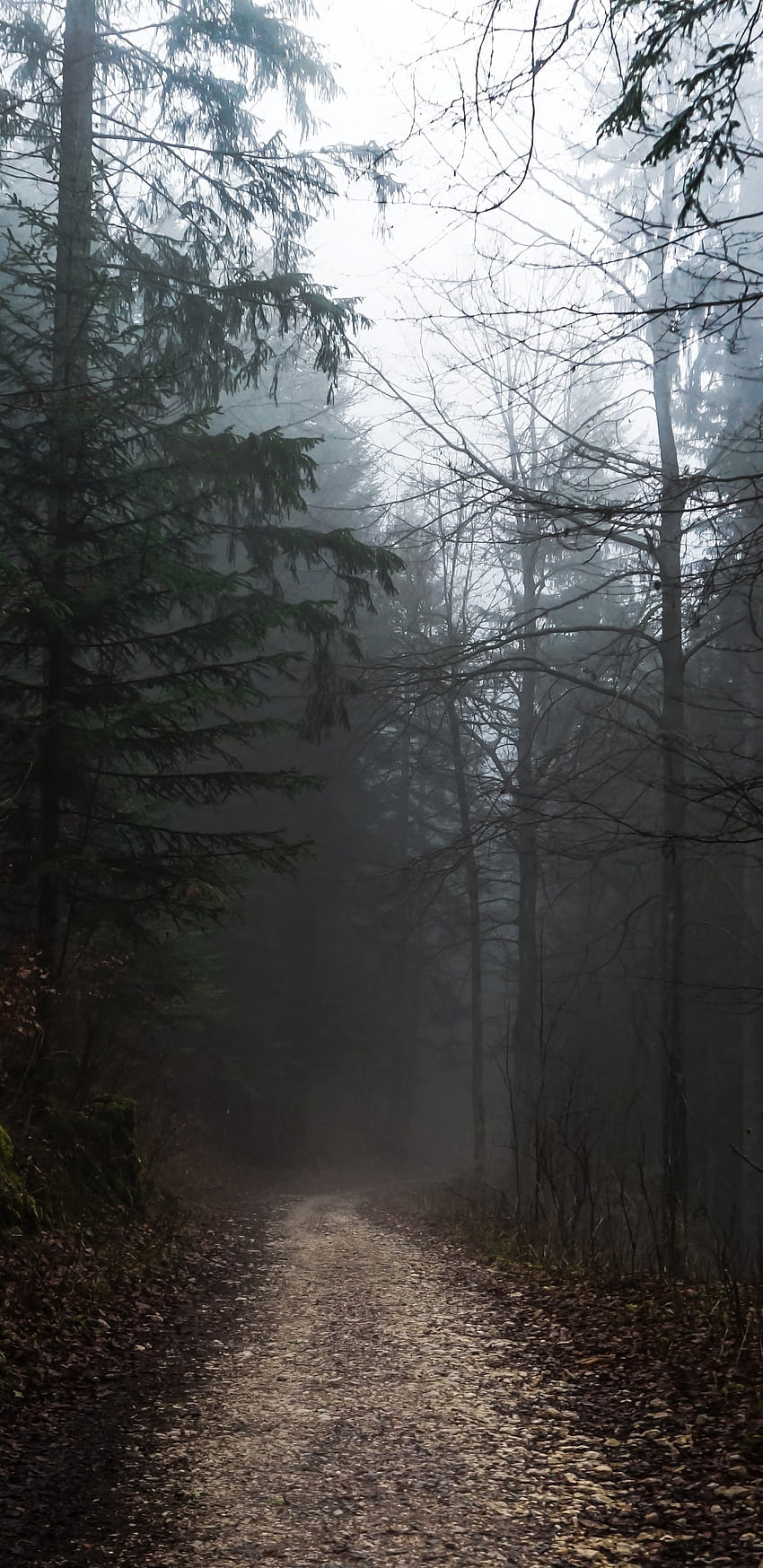 Herbst, nebliger Wald, düsteres Wetter, Pfad - Auflösung:, neblige Ästhetik HD-Handy-Hintergrundbild