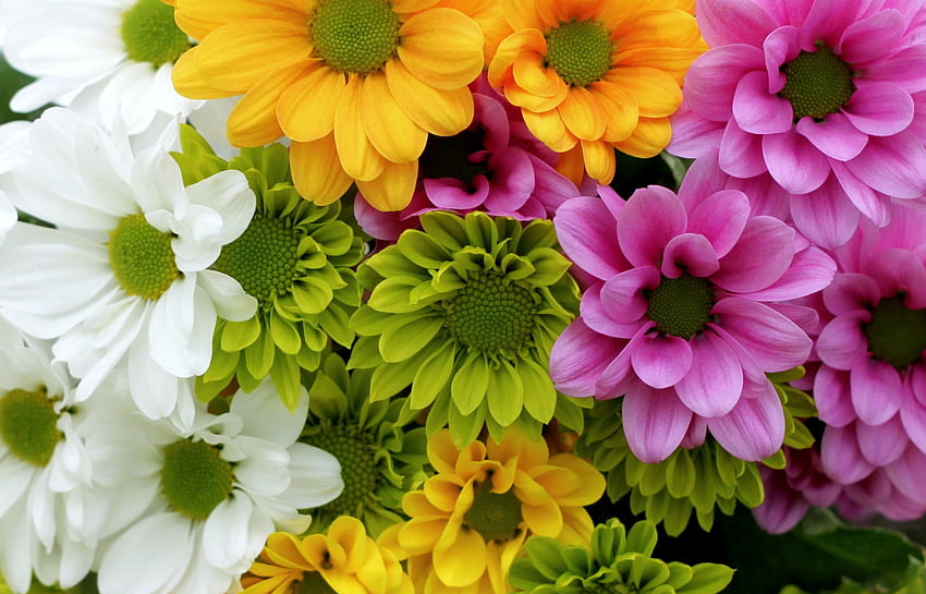 Chrysanthemum, White, Green, Flowers, Flower, Pink, Chrysanthemums HD wallpaper