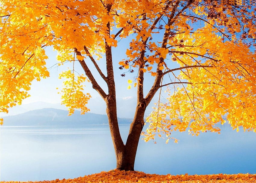 Árbol de otoño, niebla, obras de arte, hojas, otoño, colores. fondo de pantalla