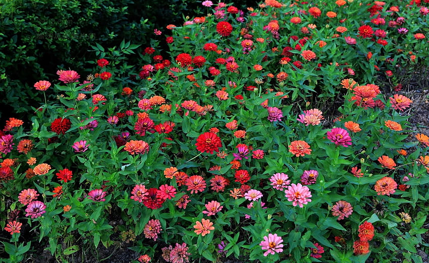 ดอกไม้, หลากสี, สีเขียว, เตียงดอกไม้, เตียงดอกไม้, Zinnias, Cincinnati วอลล์เปเปอร์ HD
