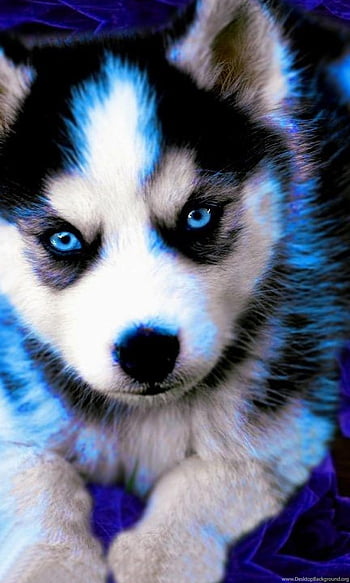 CuteHuskyDogiPhoneWallpaper  IPhone Wallpapers  iPhone Wallpapers