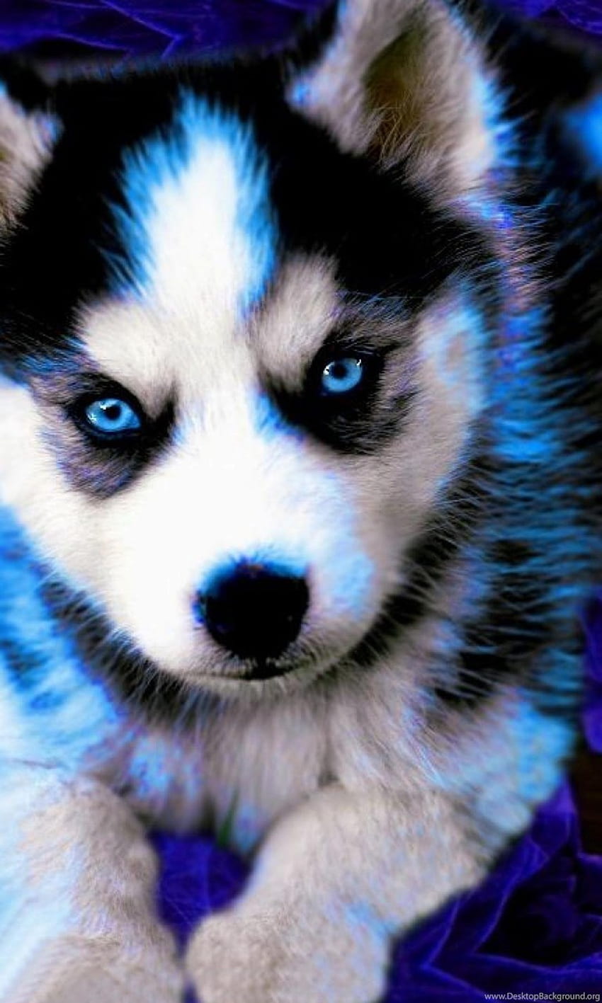 Sibirischer Husky-Baby iPhone 6 Plushintergrund, Baby-Schlittenhund HD-Handy-Hintergrundbild