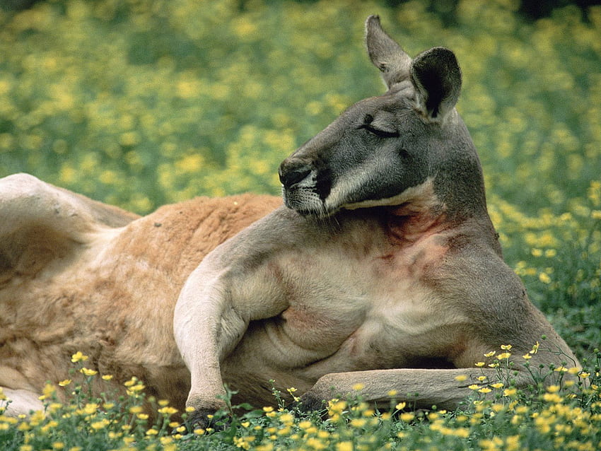 kanguru merah PC dan Mac Wallpaper HD
