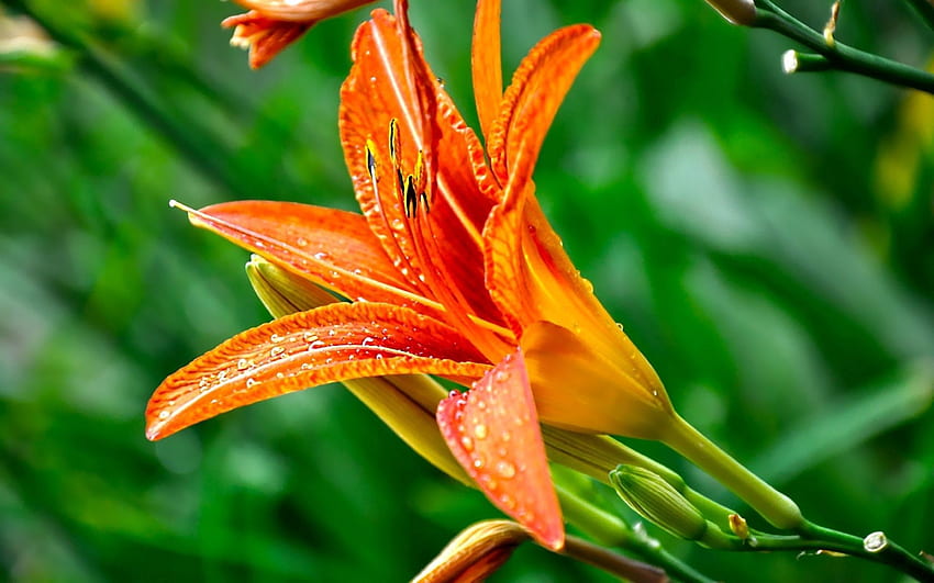 Flowers, Drops, Flower, Close-Up, Greens, Lily HD wallpaper
