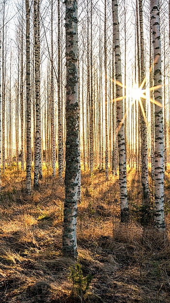 Birch tree forest HD wallpapers | Pxfuel