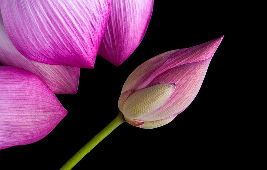 macro, petals, Bud, Lotus, flower, pink, lotus HD wallpaper