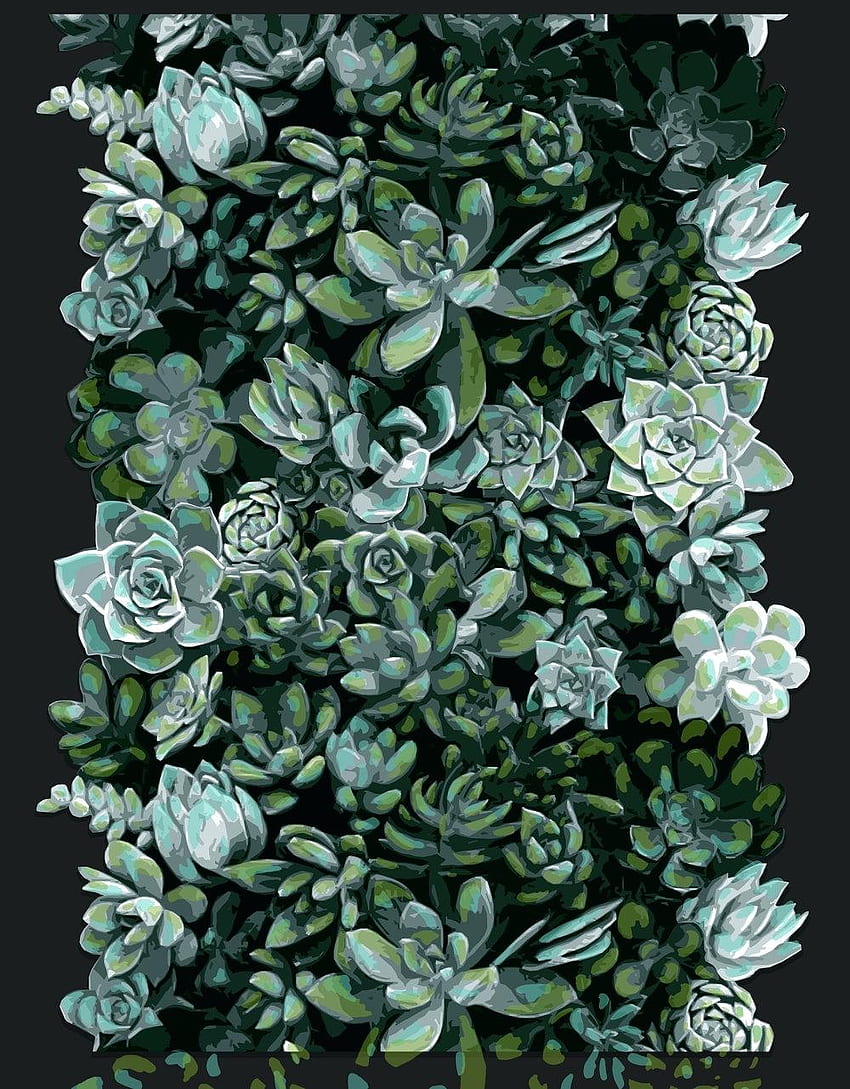 Cactus Succulent Wallpaper  iPhone Android  Desktop Backgrounds