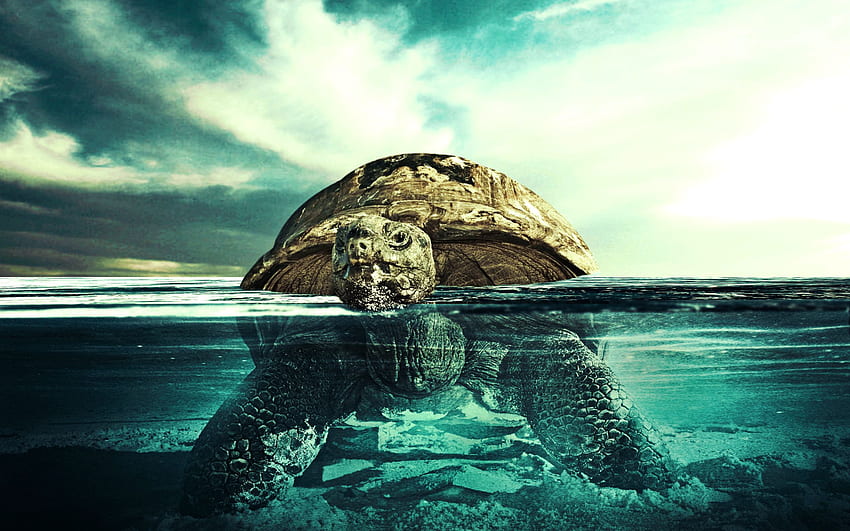 Tiere, Wasser, Schwimmen, Schwimmen, Unterwasser, Schildkröte, U-Boot HD-Hintergrundbild