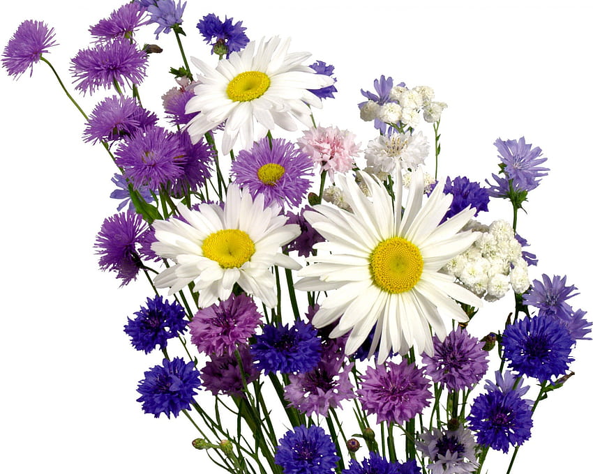 Hübsche lila Blumen, natürlich, weiß, Stiel, lila, rosa, Blätter, Pflanze, Gänseblümchen, Blütenblätter, gelb, Natur, Blumen HD-Hintergrundbild