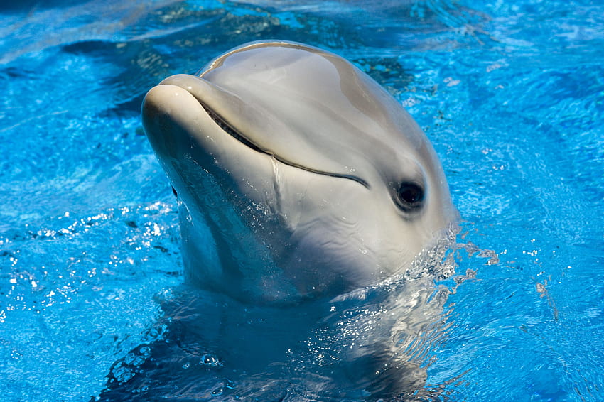 Baby dolphin HD wallpapers | Pxfuel