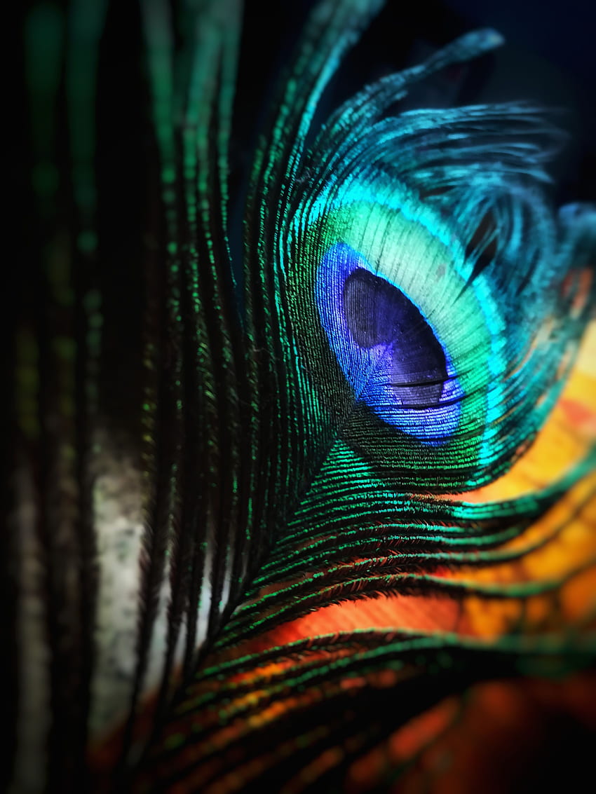 Pluma de pavo real verde y azul ·, Pluma de neón fondo de pantalla del teléfono