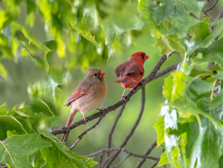 Little birds, Cardinals, Spring, Love, Birds HD wallpaper