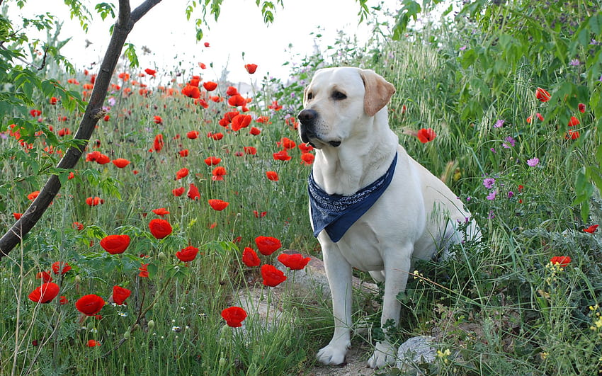 Yellow Labrador Retriever (2) - My Doggy Rocks HD wallpaper