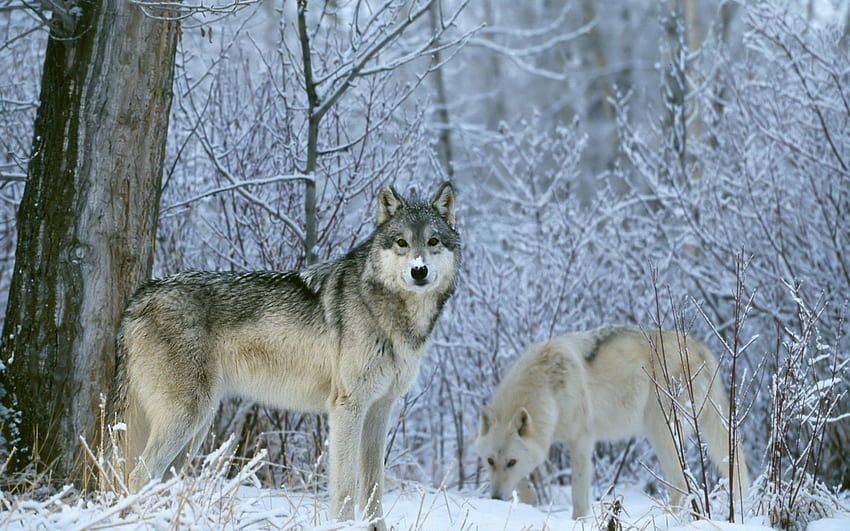 Zwierzęta, wilki, drzewa, śnieg, las Tapeta HD