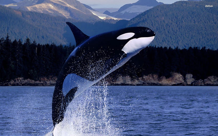 Baleias Assassinas, Baleia Orca papel de parede HD