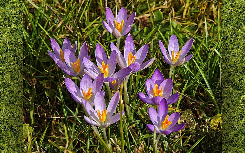 Krokusse, lila, Blumen, Frühling HD-Hintergrundbild