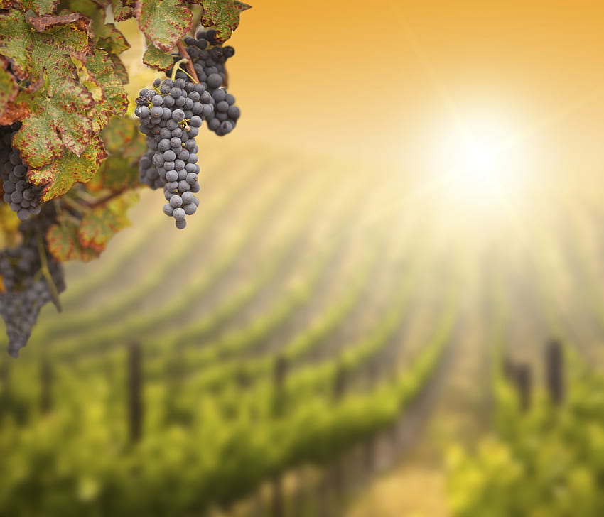 Vineyard And Wine (, 411.46 Kb), Winery HD wallpaper
