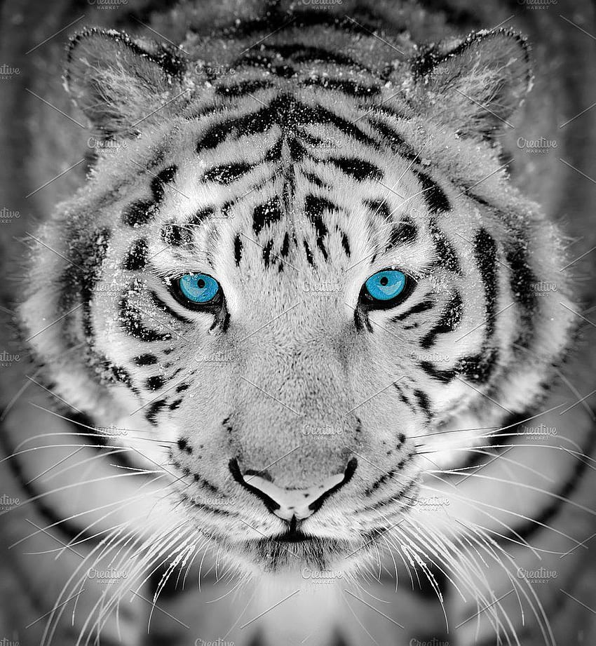 Retrato de tigre en invierno con b. Gráfico de tigre, tigre siberiano, tigre de las nieves, tigre siberiano blanco fondo de pantalla del teléfono