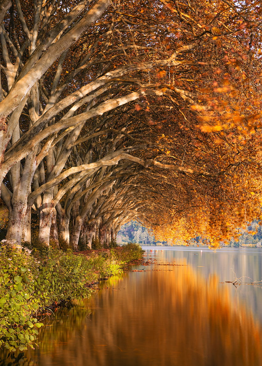 風景, 自然, 木, 秋, 湖, 海岸, 銀行 HD電話の壁紙