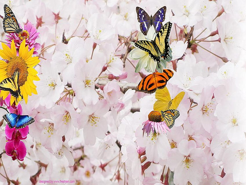 Combinação perfeita, azul, branco, preto, laranja, girassol, borboletas, rosa, lindas joias aladas, amarelo, flores papel de parede HD