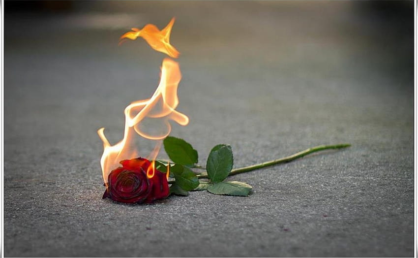 My Love Is On Fire, 장미, 불, 사랑, 꽃 HD 월페이퍼