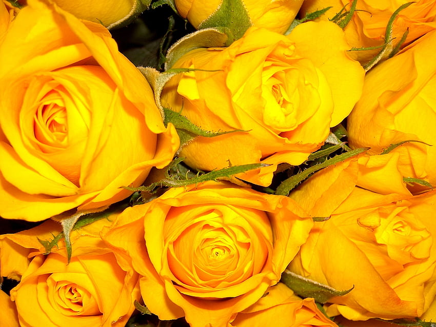 Beautifully, rose, roses, yellow, beautiful, many HD wallpaper | Pxfuel