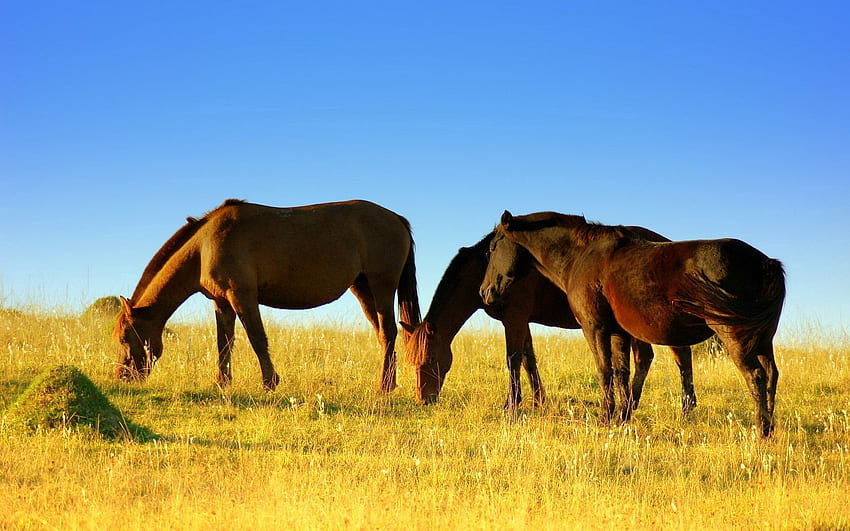 Animals, Food, Grass, Horses, Field, Stroll HD wallpaper