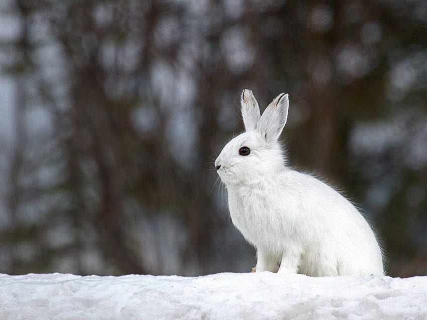 รองเท้าลุยหิมะ. Snowshoing กระต่ายฤดูหนาว วอลล์เปเปอร์ HD