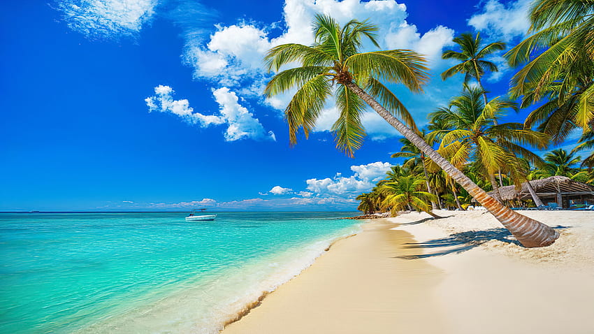 Dominika, deniz, avuç içi, tropik, egzotik, cennet, güzel, sakin ol, plaj, tatil, yaz, dinlenme, kumlar, gökyüzü, güneş, okyanus HD duvar kağıdı