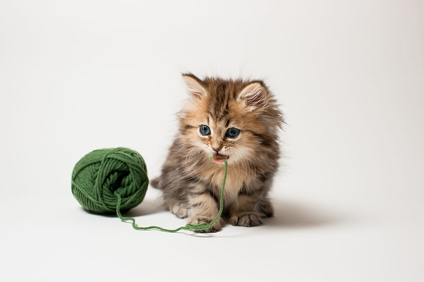 Animaux, Moelleux, Kitty, Chaton, Ludique, Thread, Fils, Kid, Tot, Clew Fond d'écran HD