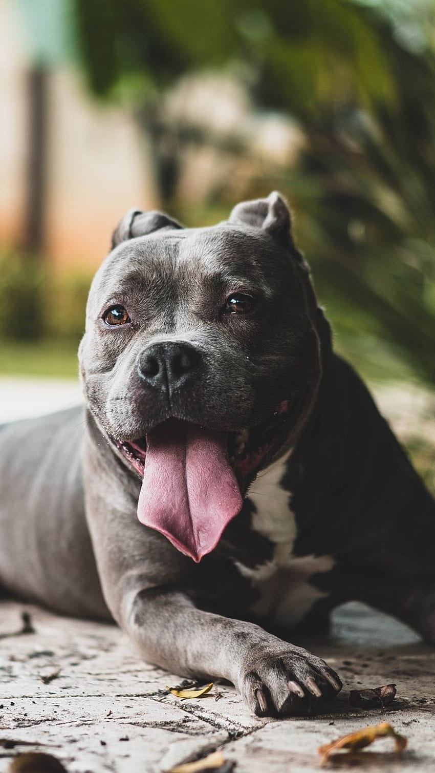 Page 3, of pit bulls dogs HD wallpapers
