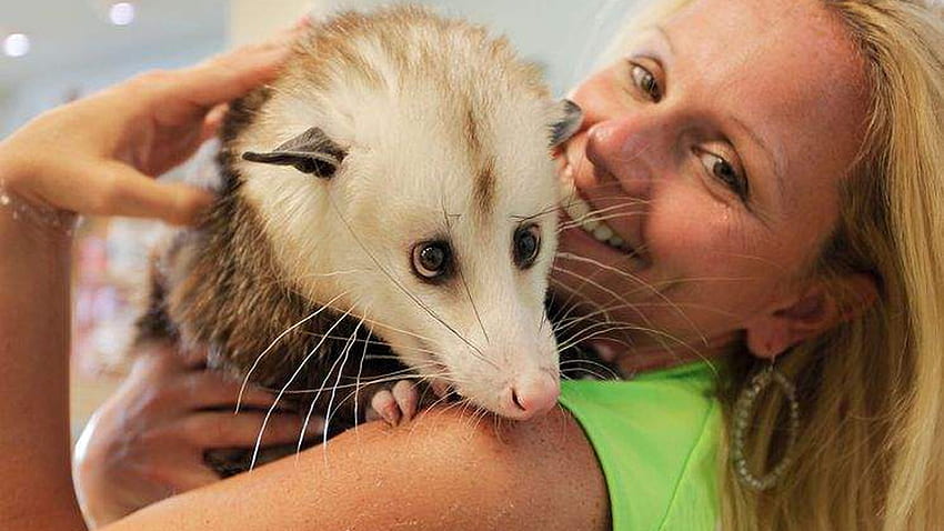 Il tenero e addestrato Barley non è il tuo opossum da cortile, Baby Possum Sfondo HD