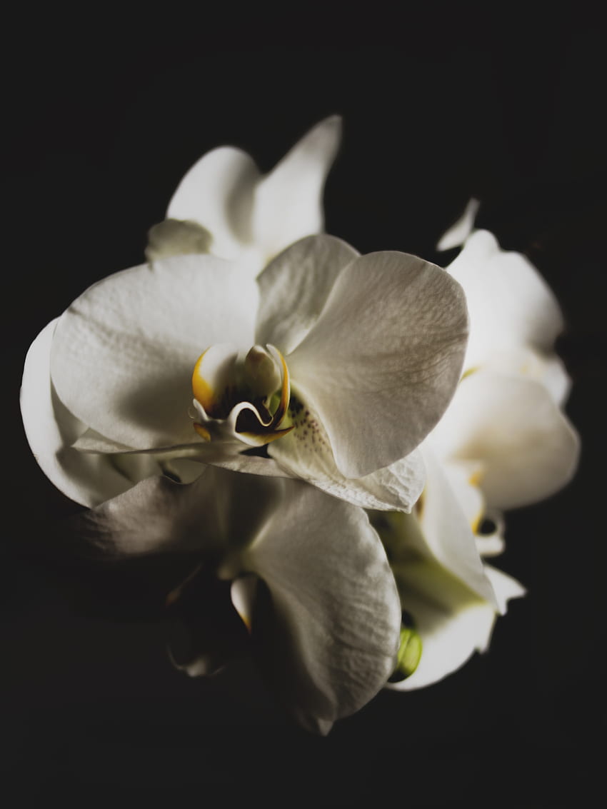 Close Up Of White Orchid In Black Background · Stock, Black and White Orchid HD phone wallpaper