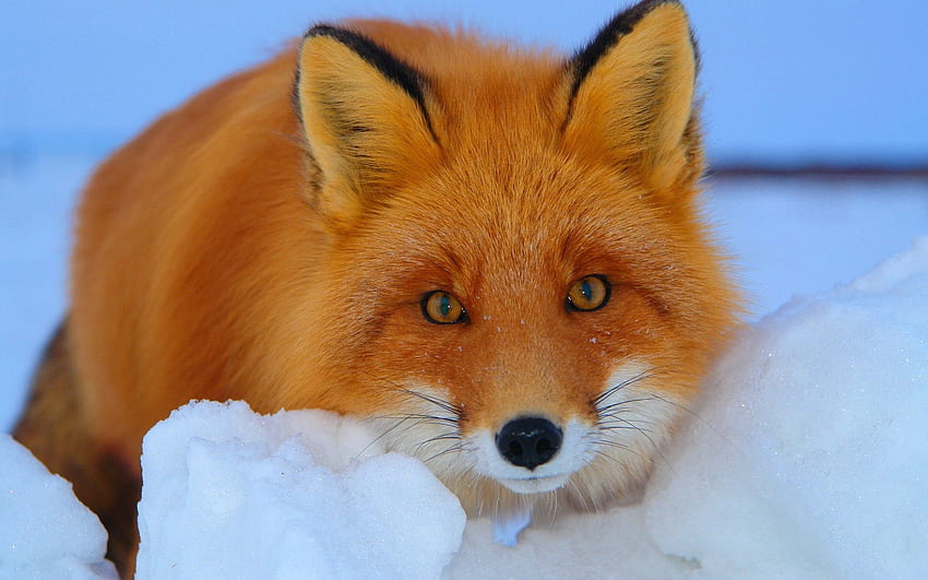 Animals, Snow, Fox, Muzzle, Sight, Opinion, Fright, Animal HD wallpaper