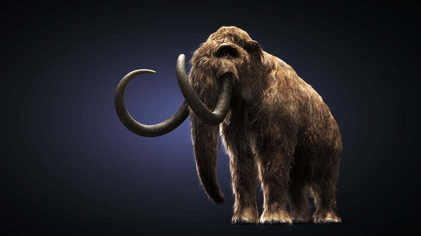 Mammut HD-Hintergrundbild