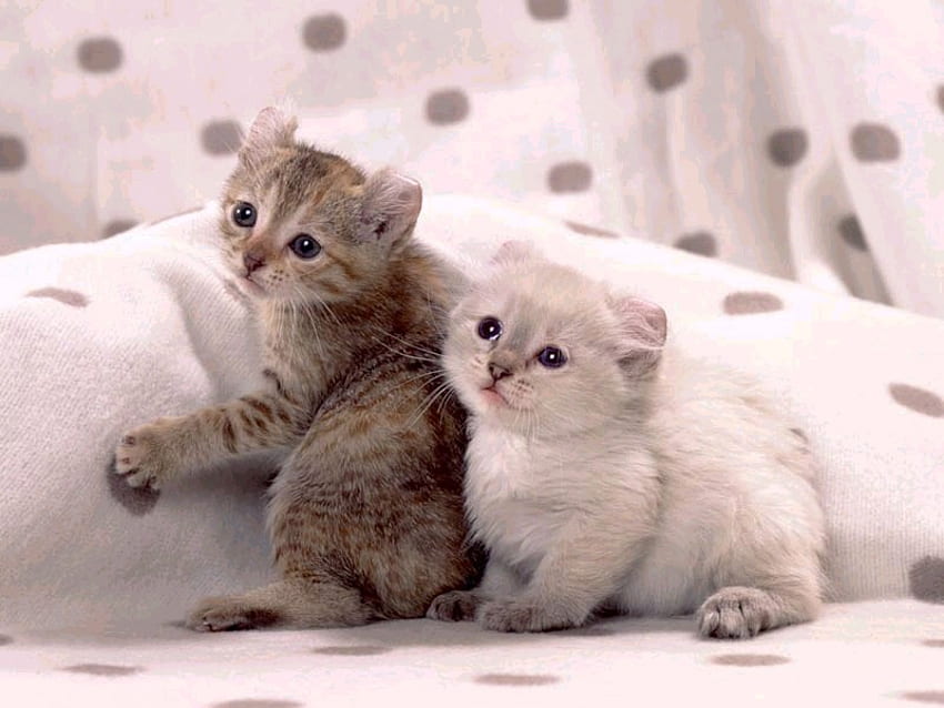 Kocięta na poduszkach, słodkie, kotek, łóżko, kot, poduszka Tapeta HD