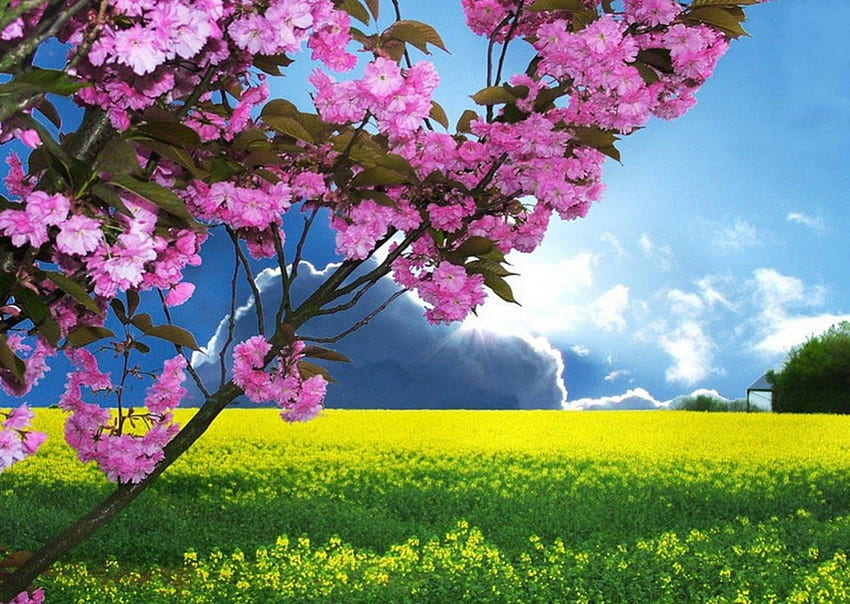 Le printemps est là, champ, nuages, arbres, ciel, nature, fleurs, soleil Fond d'écran HD