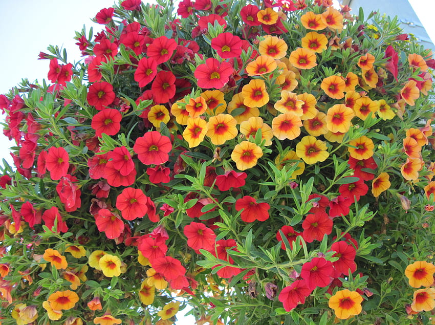 Flowers on a walking day 23, basket, graphy, green, red, Flowers, petunias, orange HD wallpaper
