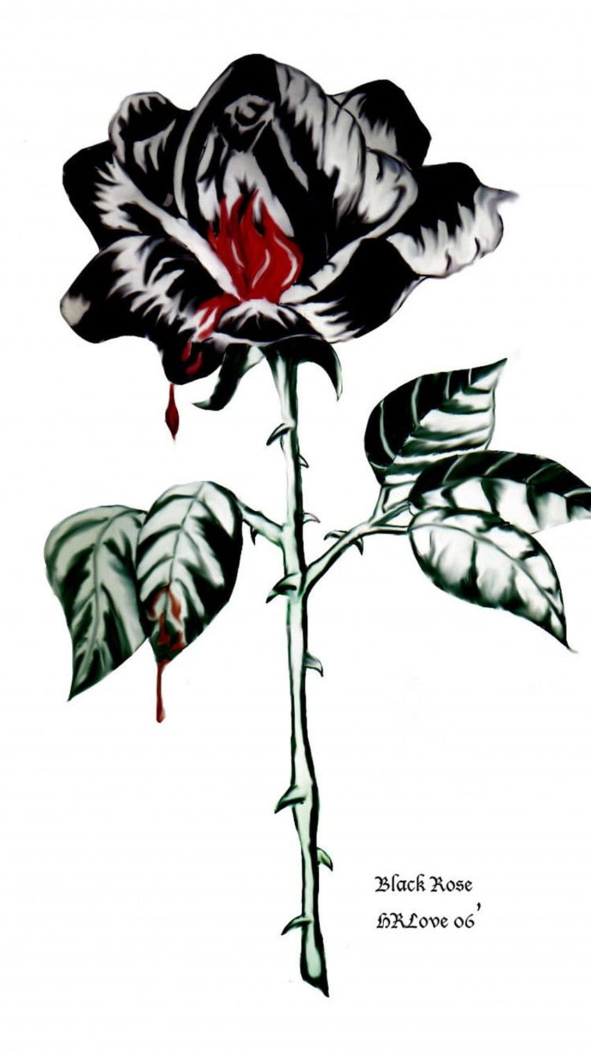 Black Rose Aeonium, Black Rose Antiques, Black and White Rose Drawing HD phone wallpaper