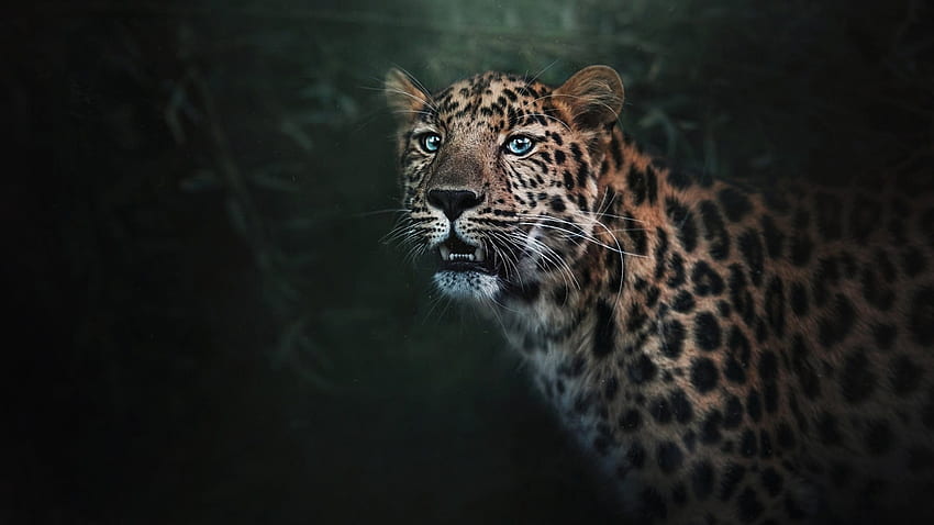 Regal Leopard, leopardo, gato grande, exótico, salvaje, tema Firefox Persona, oscuro fondo de pantalla