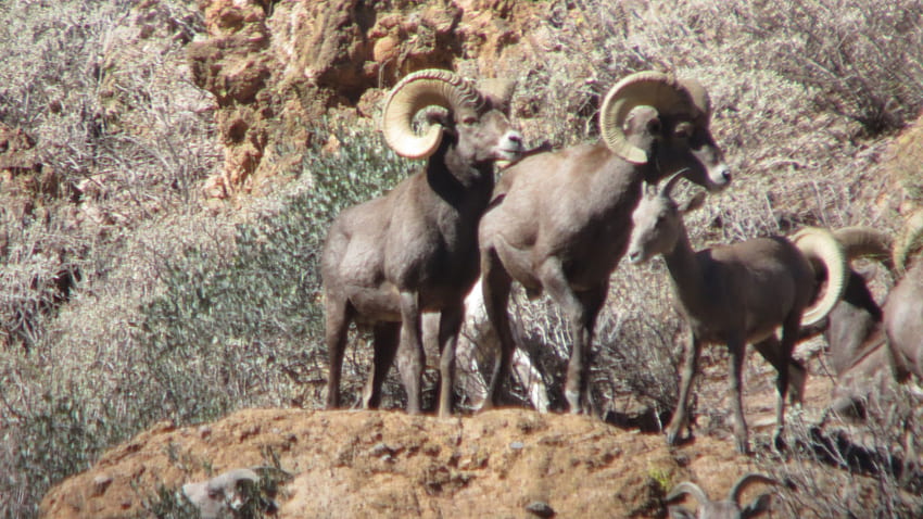 Jay Scott Outdoors: Desert Bighorn Sheep Scouting and Hunting 2 HD wallpaper